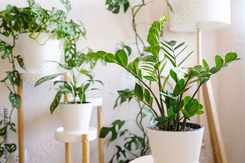 Zamioculcas Zamiifolia or ZZ Plant in white flower pot stands on a wooden stand