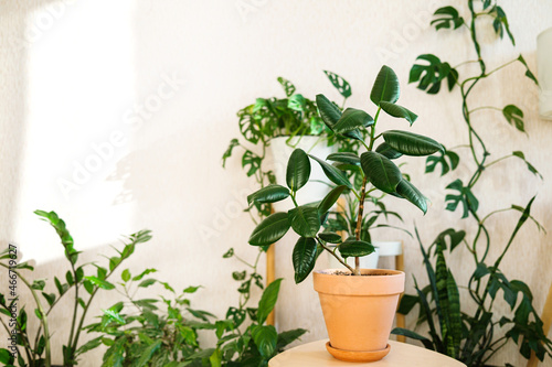 Ficus elastica in a clay terracotta flower pot stands on a wooden stand for flowers