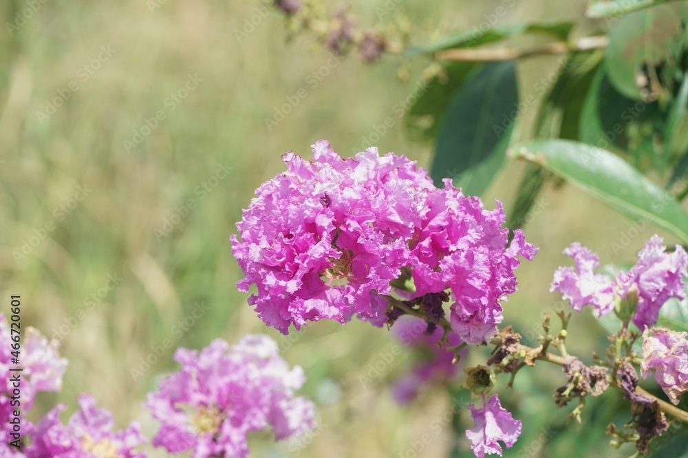 Lagerstroemia speciosa flower in nature garden