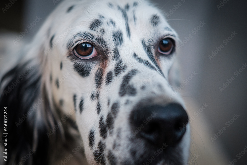 Lovely sad dog at the shelter waiting to be adopted Lovely sad dog at the shelter waiting to be adopted