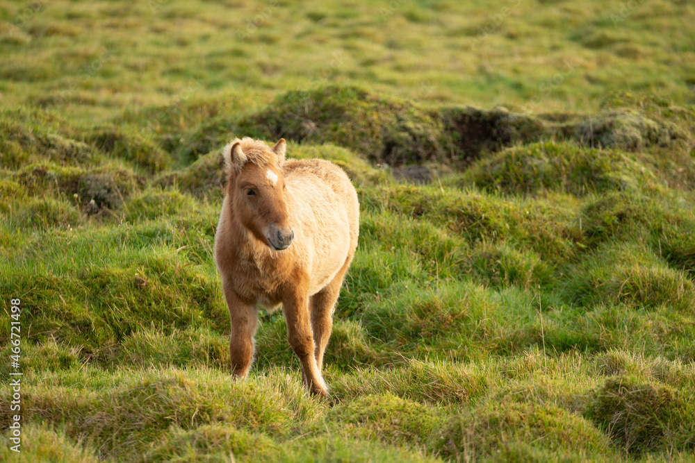 Fototapeta premium lion in the meadow