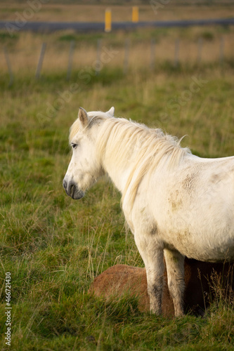 white horse in the meadow