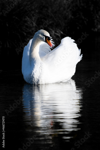Swan and its reflection on a sunny autumn morning
