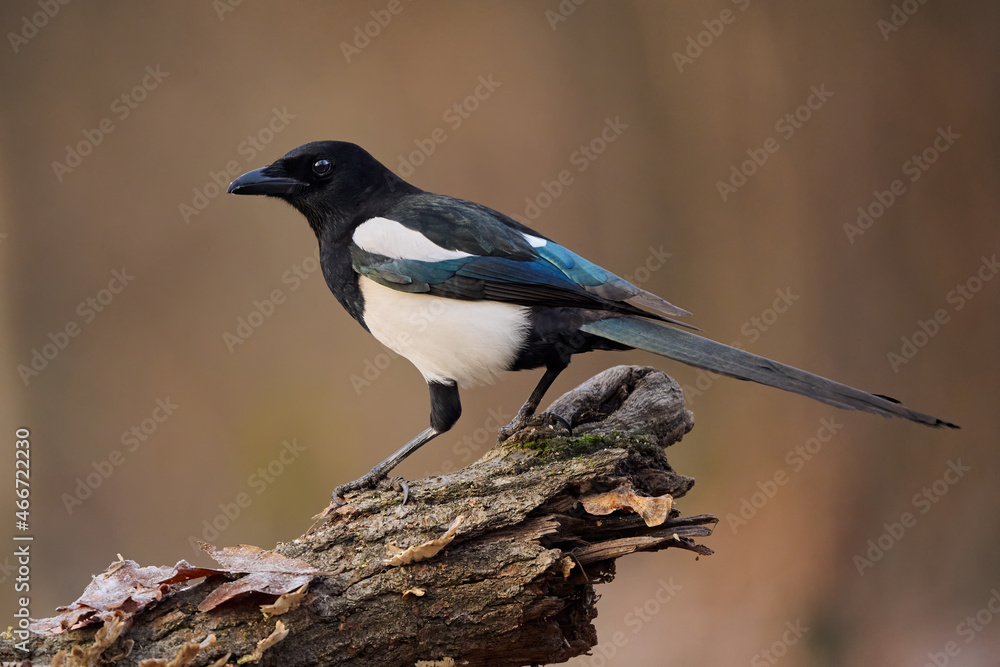 Fototapeta premium Eurasian magpie or common magpie (Pica pica)