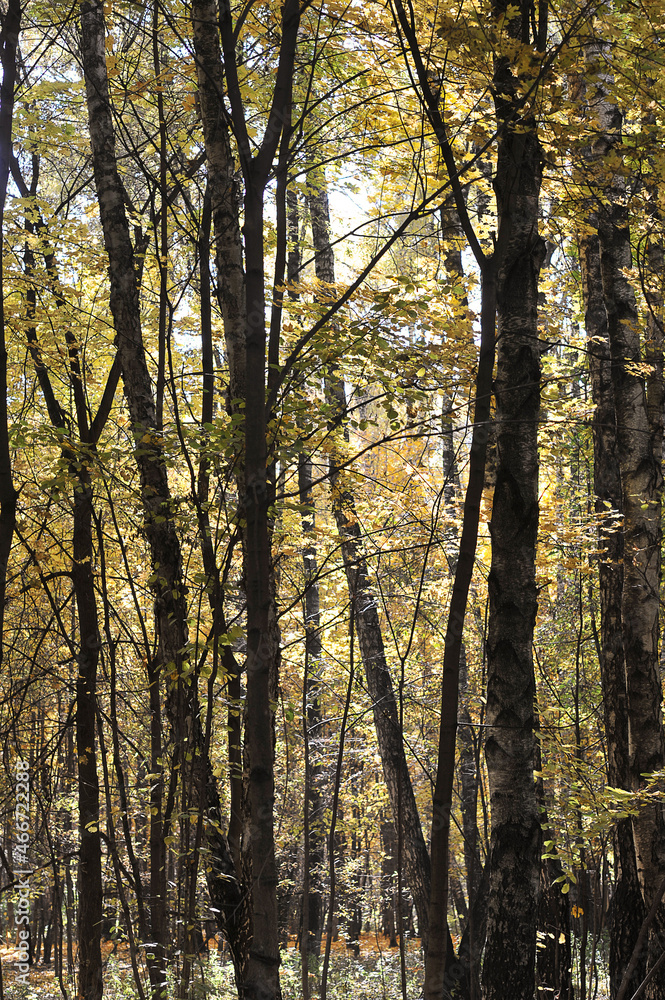 autumn forest on a sunny day autumn forest on a sunny day