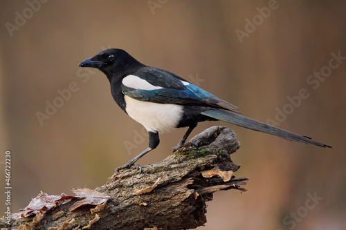 Photo Eurasian magpie or common magpie (Pica pica)