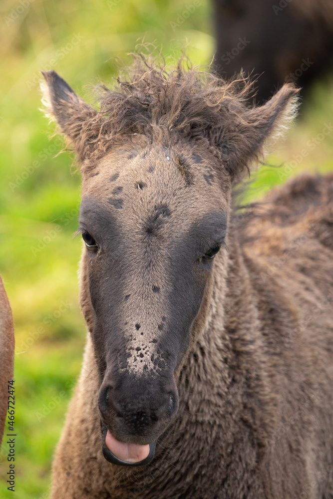 portrait of a donkey