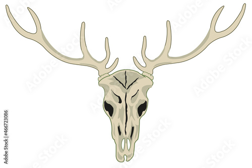 Skull of the wildlife deer with horn