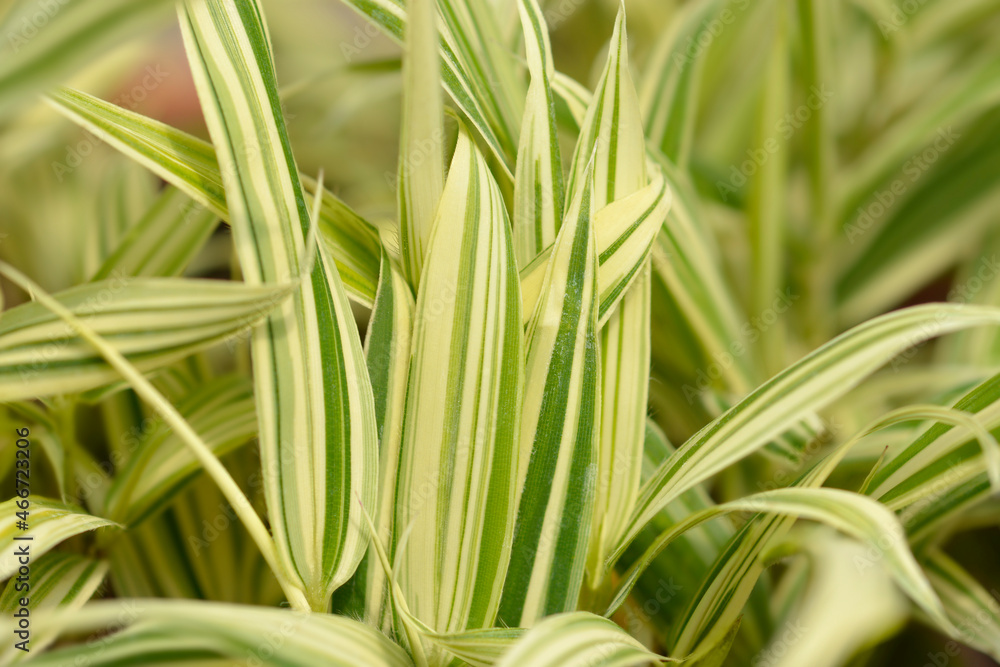 Dwarf white-striped Bamboo