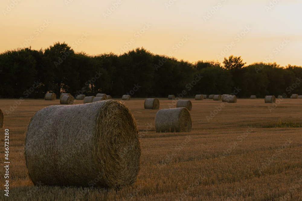 After harvesting the wheat, large rolls of straw are neatly stacked in the middle of the field with beautiful sunset color
