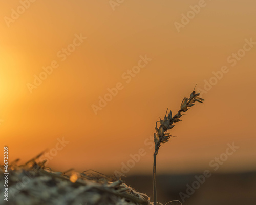 Single wheat from roll on field with sunset in background © Nemanja