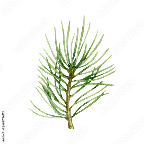 Christmas tree branch. Watercolor illustration isolated on white background.
