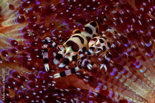 Coleman’s Shrimp - Periclimenes colemani, living on a fire sea urchin - Asthenosoma. Underwater macro world of Tulamben, Bali, Indonesia.
 photo