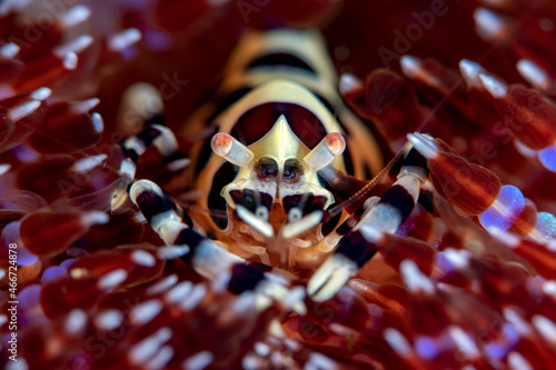 Coleman’s Shrimp - Periclimenes colemani, living on a fire sea urchin - Asthenosoma. Underwater macro world of Tulamben, Bali, Indonesia.
 photo