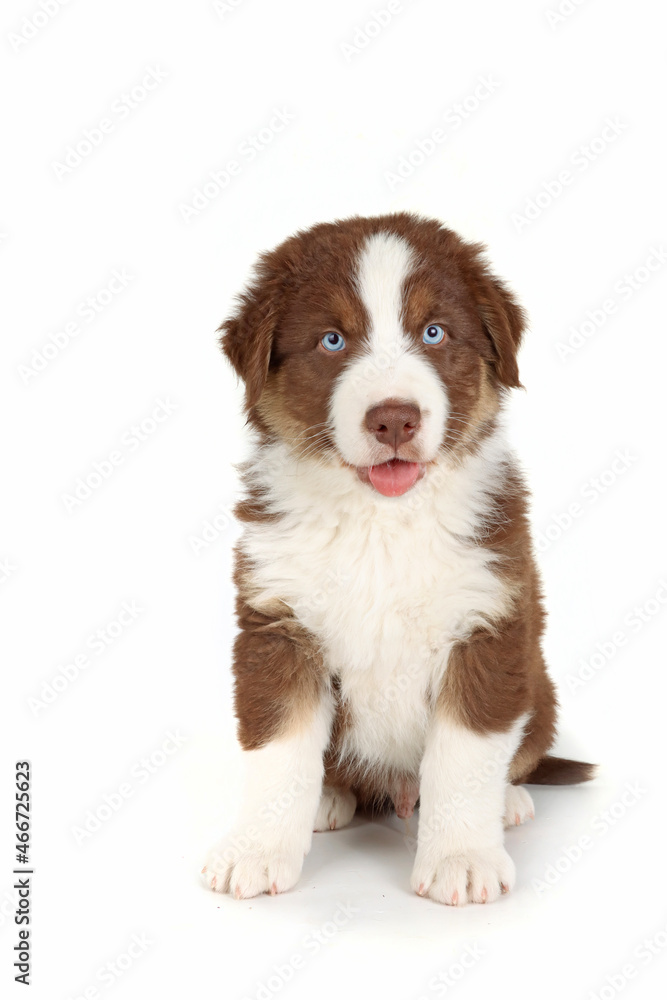 australian shepherd puppy with blue eyes isolated on white australian shepherd puppy with blue eyes isolated on white