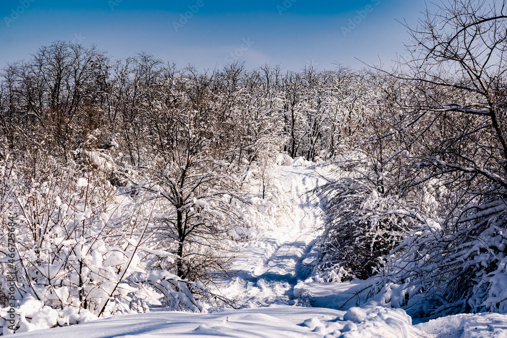 Obraz premium snow covered trees