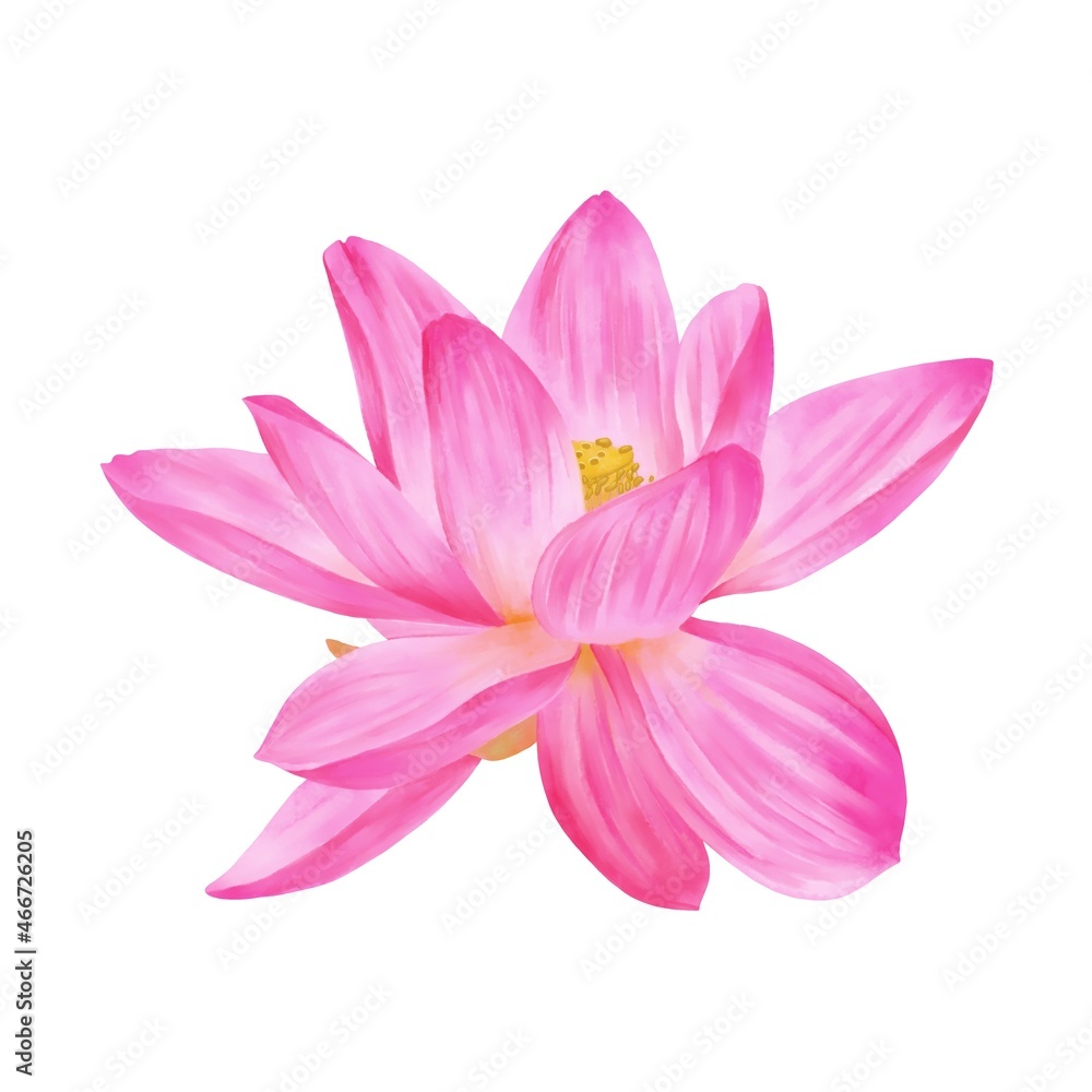 鮮やかなピンク色のオオガハス単体　線画なし