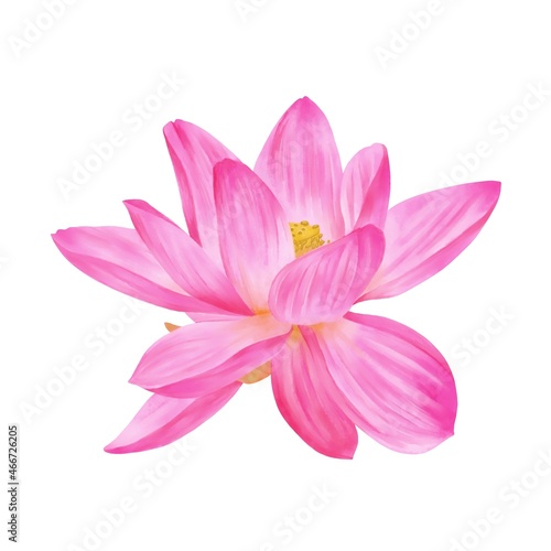 鮮やかなピンク色のオオガハス単体 線画なし
