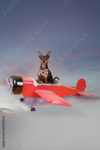 miniature pinscher on a red plane