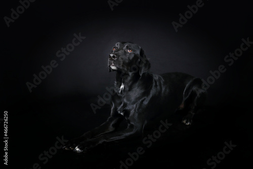 lying black labrador in black background 