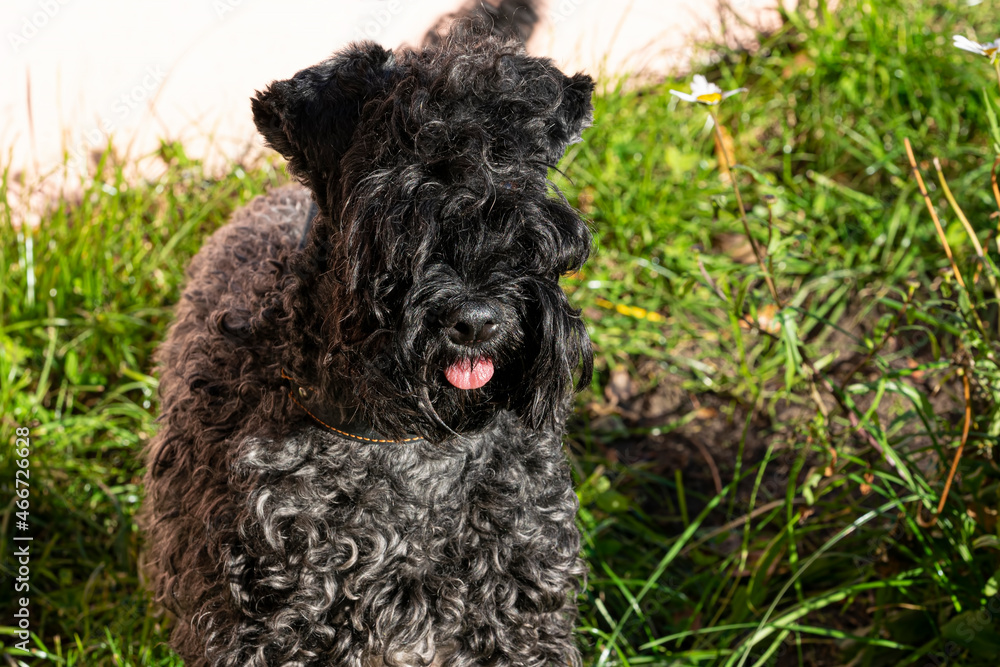 Dog breed Kerry blue Terrier puppy with a white spot on the chest against the green grass, close-up
Dog breed Kerry blue Terrier puppy with a white spot on the chest against the green grass, close-up