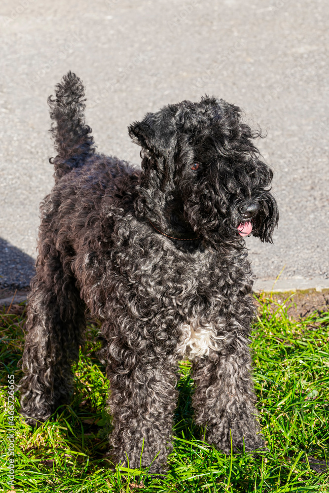 Dog breed Kerry blue Terrier puppy with a white spot on the chest against the green grass, close-up