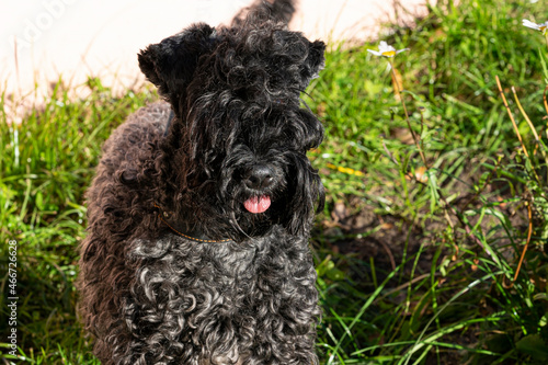 Dog breed Kerry blue Terrier puppy with a white spot on the chest against the green grass, close-up
