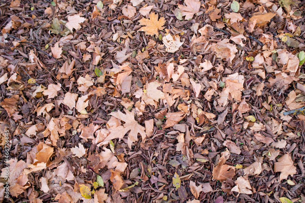 autumn leaves background autumn leaves background