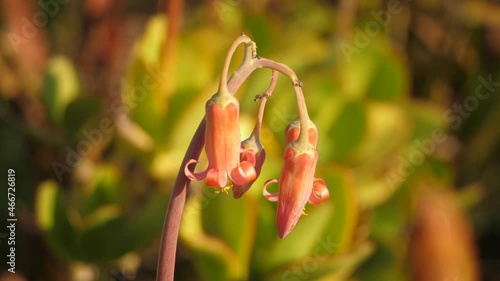 beautiful Cotyledon orbiculata flower in the garden photo