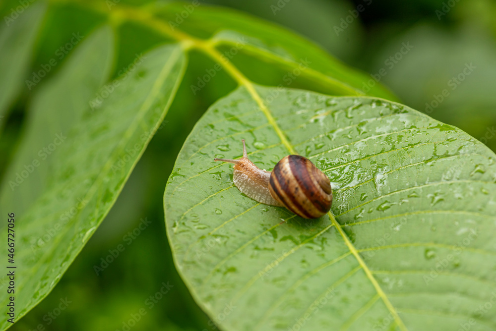 Close up photography of snail in nature. Close up photography of snail in nature.