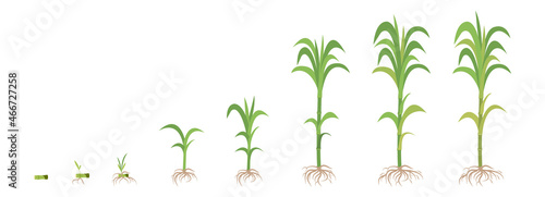 Crop growth phases of Sugarcane from planting to maturity.
