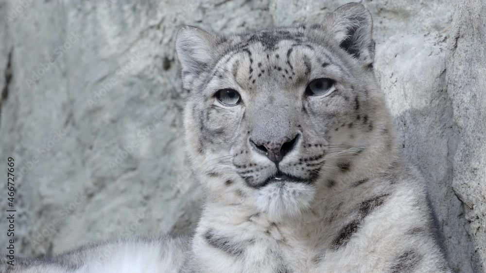 Snow leopard - Irbis (Panthera uncia). Snow leopard - Irbis (Panthera uncia).