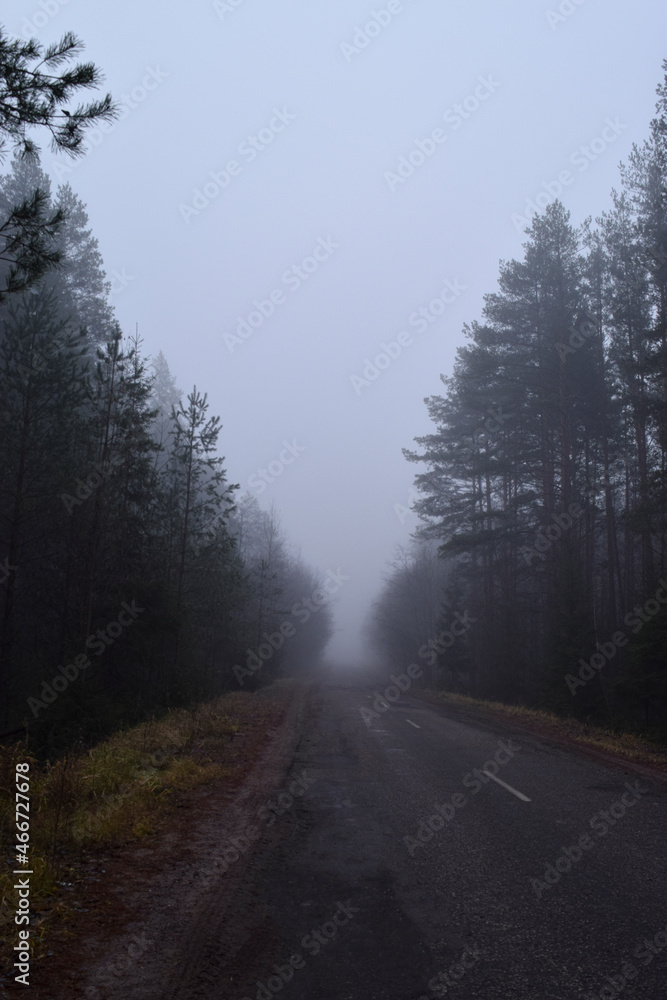 fog in the forest fog in the forest
