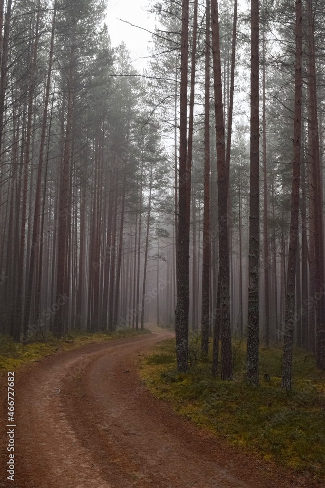 Fototapeta premium fog in the forest