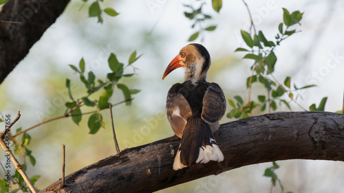 perched red billed hornbill catching last sun rays
