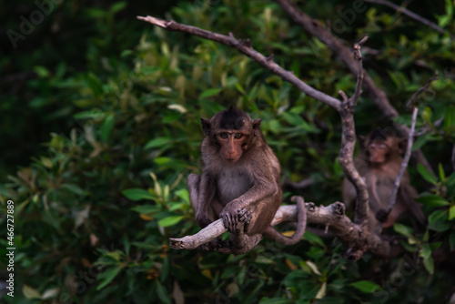 Small macaque, A little monkey (Crab-eating macaque) sitting alone on a branch looking at camera in the evening, Thailand, Selective focus. © num