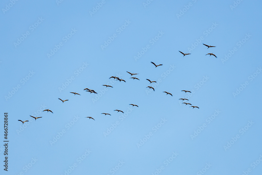 The crane migration in the autumn at Kelbra in Saxony Anhalt The crane migration in the autumn at Kelbra in Saxony Anhalt