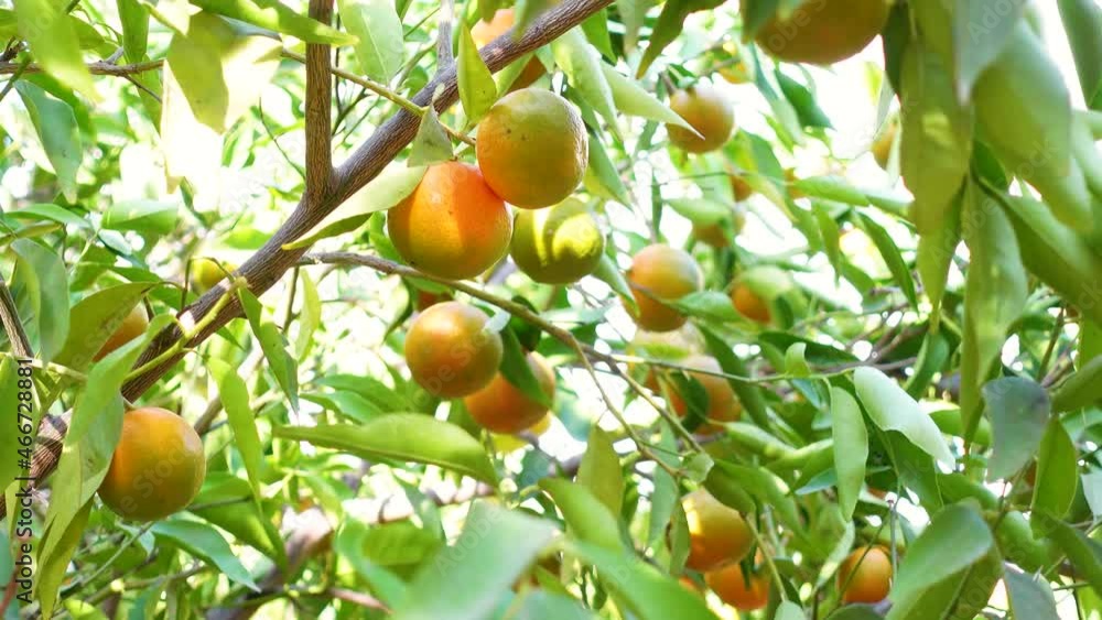 4K. Ripe of fresh juicy orange mandarin in greenery on tree branches. Natural outdoor food background. Tangerine sunny garden with green leaves and citrus fruits. 4K. Ripe of fresh juicy orange mandarin in greenery on tree branches. Natural outdoor food background. Tangerine sunny garden with green leaves and citrus fruits.