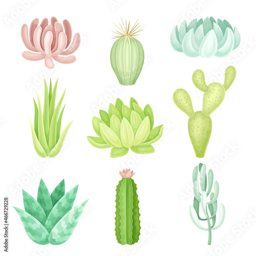 Succulent plants set. Scandinavian style home or office decor vector illustration