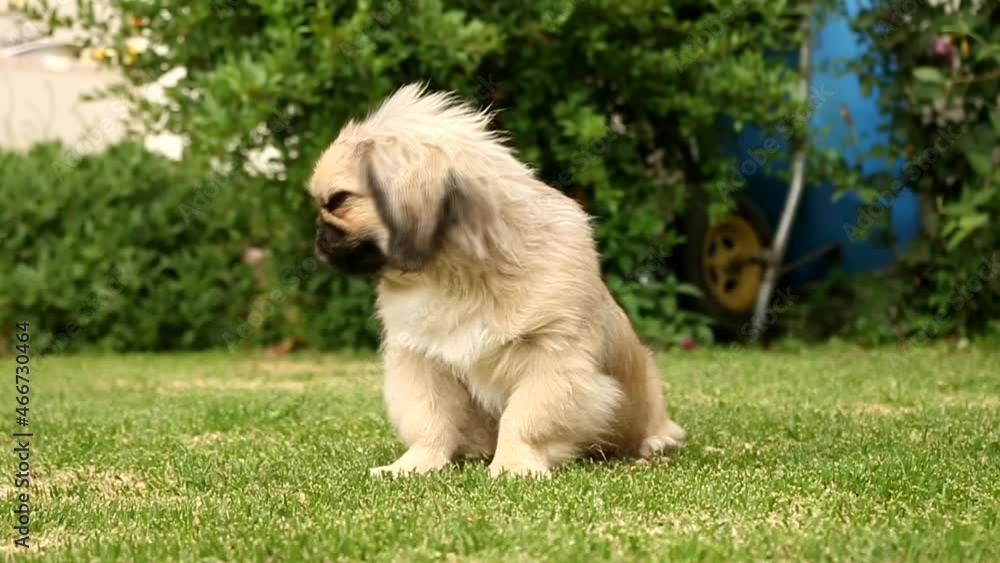 Stockvideon El perro pekinés o pequinés es una antigua raza canina de