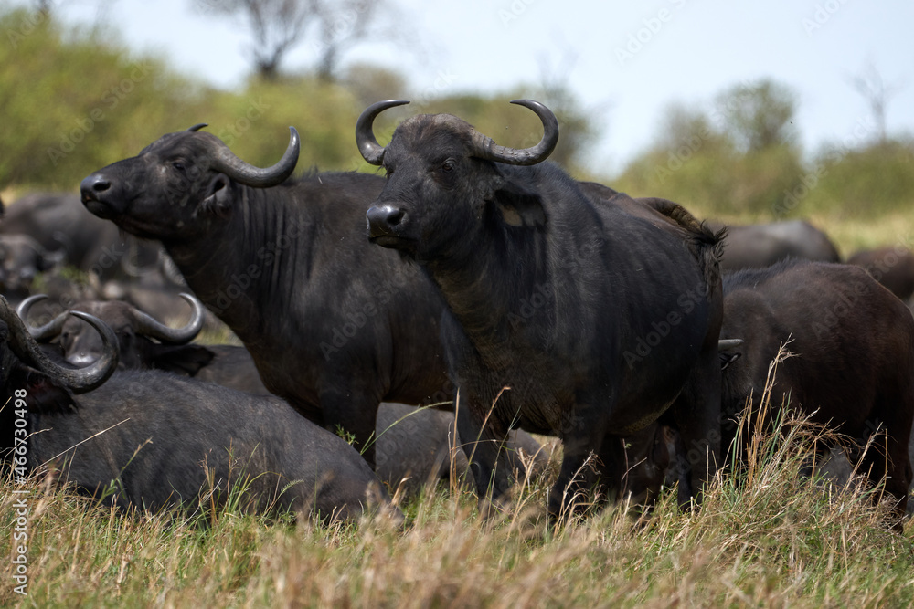 two male Kaffir buffalo standing guard in the herd to avoid predators in the masai mara nature reserve, kenya two male Kaffir buffalo standing guard in the herd to avoid predators in the masai mara nature reserve, kenya