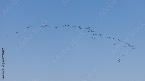 The crane migration in the autumn at Kelbra in Saxony Anhalt 