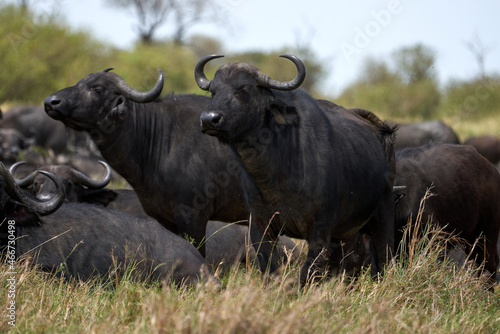 two male Kaffir buffalo standing guard in the herd to avoid predators in the masai mara nature reserve, kenya