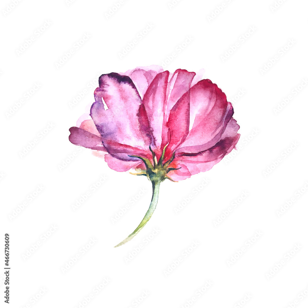 Watercolor flower pion. Rose peony
on the white background.