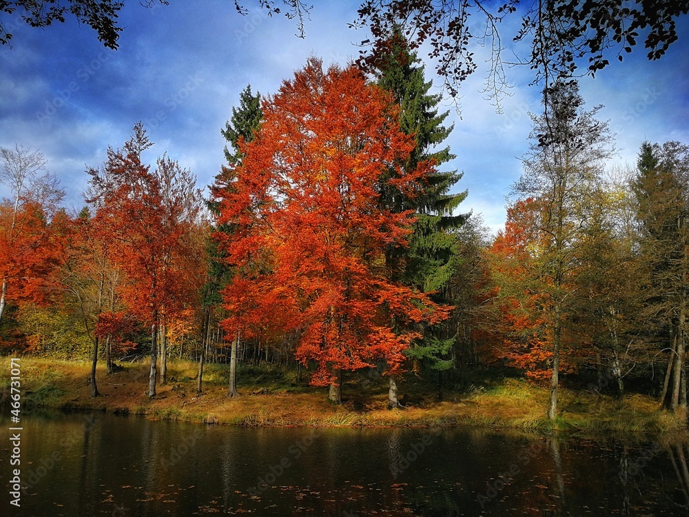 Herbststimmung - herbstlich Bäume am See - 5