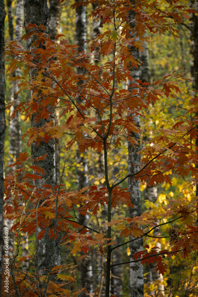 autumn in the forest autumn in the forest