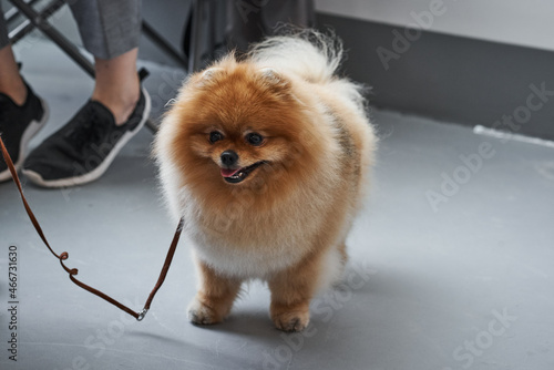 Portrait of a cute Pomeranian dog of bright ginger color on a leash