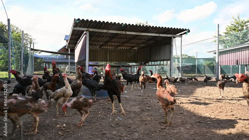 Rooster chickens raised in stall Rooster chickens raised in stall