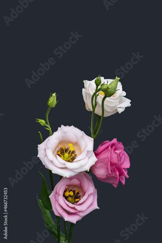 pink white lisianthus blossoms macro, vintage fine art still life of blooms, buds, stem, green leaves, dark gray background