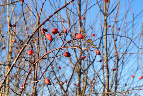 Beautiful wild rose fruit on a nice sunny day in autumn